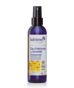Water Helichrysum